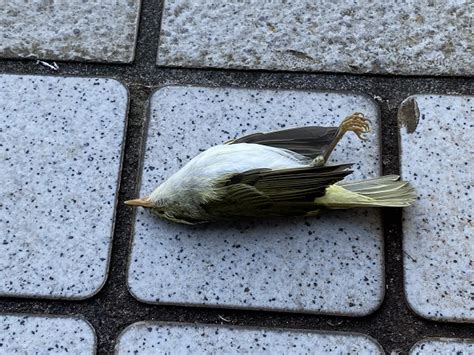 鳥死掉